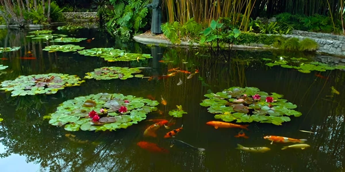 Pond with koi fish and water lilies.